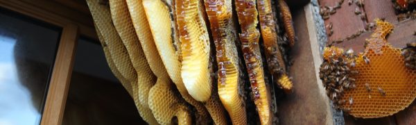 Arriva La Primavera Ed Impazza La Moda Delle Api Nei Condomìni